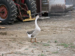 Augie the Gander