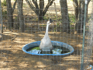 Augie Our Gander