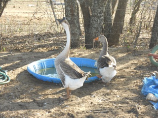 Augie the Gander and Gigi the Goose