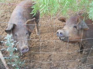 Pigs Bamm-Bamm and Pebbles