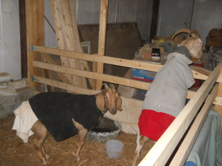 Cold Goats in Barn Animal Stall