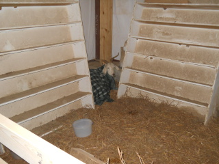 Sick Goat in Barn Animal Stall Corner