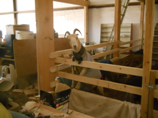 Goat Climbed Up Barn Animal Stall Wall Looking Over