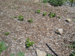 Bean Plants