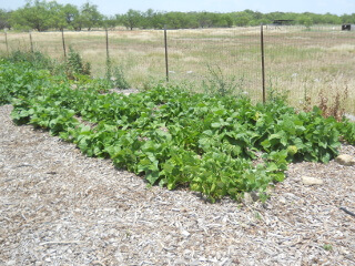 Bean Plants Growing