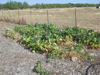 Bean Plants