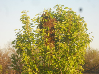 Bee Swarm