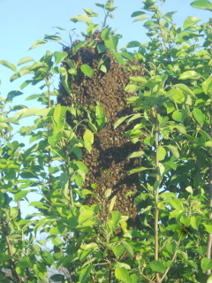 Bee Swarm Closer