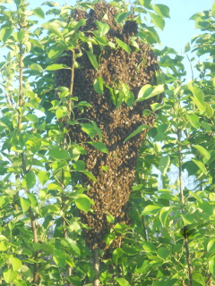 Bee Swarm Closer, Different View