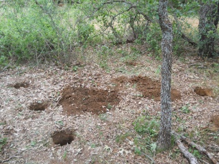 Bees 2012 Fenced Area Post Holes