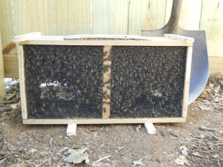 Bees 2012 in Shipped Box