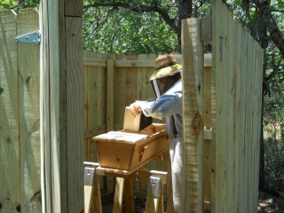 Bees 2012 Placing Box in Top Bar Bee Hive