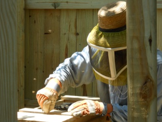 Bees 2012 Placing the Queen Cage