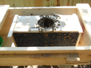 Bees 2012 Box Placed in Top Bar Bee Hive