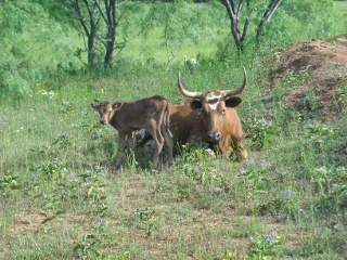 New Longhorn Bull Calf Bernardo Standing