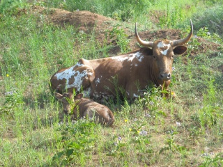 New Longhorn Bull Calf Bernardo Laying