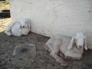 New Nubian LaMancha Goat Kids Bert and Ernie