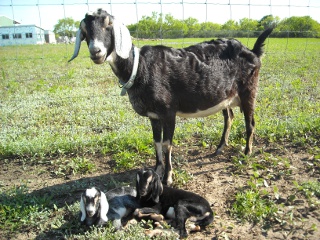 Nubian Nanny Goat Betsy with New Kids Rhett and Scarlett