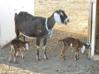 New Full Nubian Bucklings Stanley and Ollie with Their Full Nubian Dam Betsy