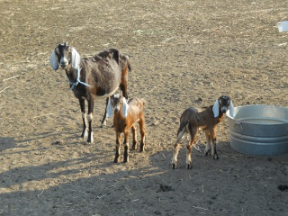 Three Week Old Full Nubian Bucks Stanley and Ollie with Their Dam Betsy