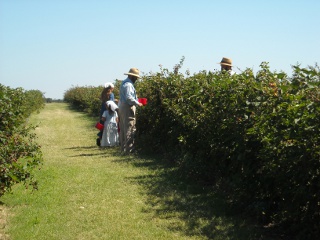 Community Folks Picking Blackberries