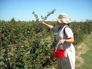 Susan Picking Blackberries