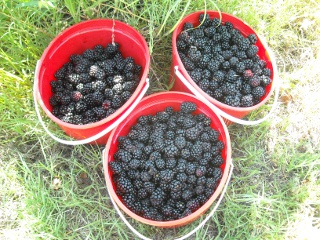 Buckets of Picked Blackberries