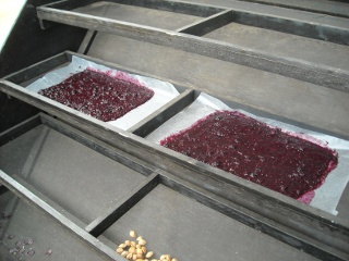 Blackberry Fruit Leather on Solar Food Dryer