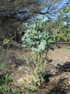 Broccoli Plant