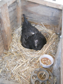 Next Broody Australorp Hen