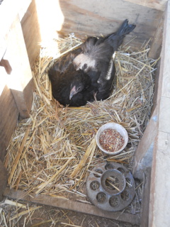 Second Chick Hatching of 2013 in Chicken Pen