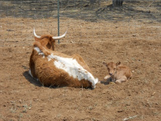 New Longhorn Heifer Calf Caramela