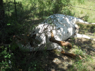 Casi Blanca's Final Resting Place