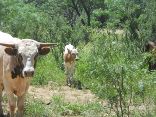 New Pure Longhorn Calf Casilita