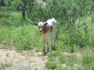 Another of New Calf Casilita