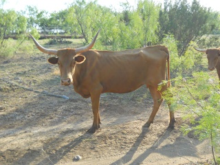 Our Texas Longhorn Cow Catalina