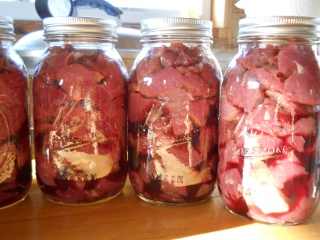 Catalina Our Texas Longhorn Cow in Jars Ready for Canning