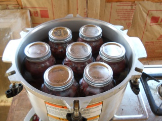 Catalina Our Texas Longhorn Cow in the Canner Ready for Canning