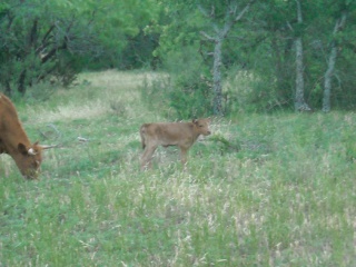 New Heifer Longhorn Calf Celestina