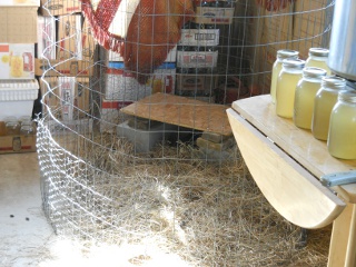 2012 Spring Chick Nursery in Summer Kitchen