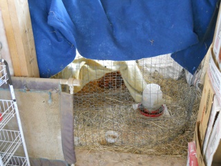 2012 Spring Chick Nursery in Summer Kitchen Pantry