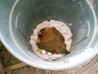 Game Hen Brooding in Garbage Can