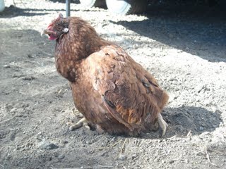 Upright Chicken with Egg Yoke Peritonitis