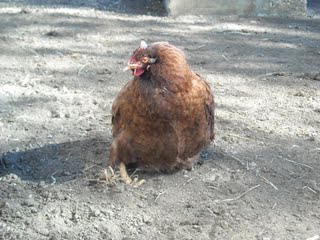 Upright Chicken with Egg Yoke Peritonitis