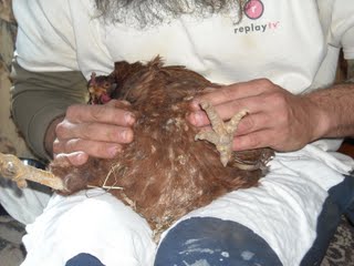 Chicken Peritonitis Fluid Draining Procedure