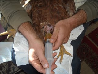 Chicken Peritonitis Fluid Draining Procedure