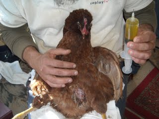 Chicken Peritonitis Fluid Draining Procedure