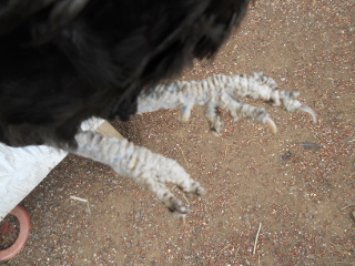 Chicken Scaly Leg Mites Crusty Legs