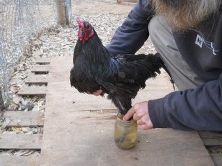 Chicken Scaly Leg Mites Dipping in Cooking Oil