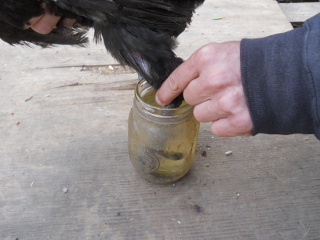 Chicken Scaly Leg Mites Close Up of Dipping in Cooking Oil